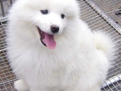 宠物山庄