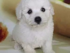 星园犬业
