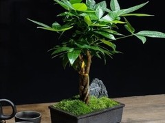 海口滨江鲜花绿植园圃