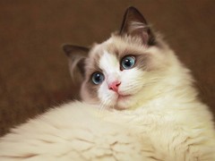 虹雨猫舍