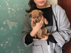 上海市小动物救助领养站