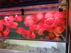 北京鱼缸维护