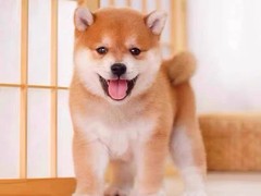 犬舍繁殖基地