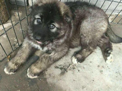 宏大犬业