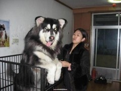 广东真顺犬业
