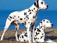 拉萨爱尔兰猎狼犬