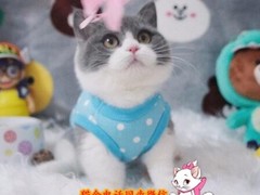 嘉美猫舍