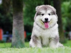梧州附近犬舍