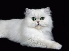 靖瑶猫舍