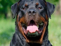 鲁豫犬业