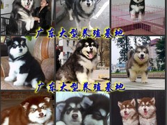广东真顺犬业