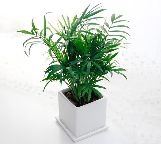 袖珍椰子_珠海花卉市场