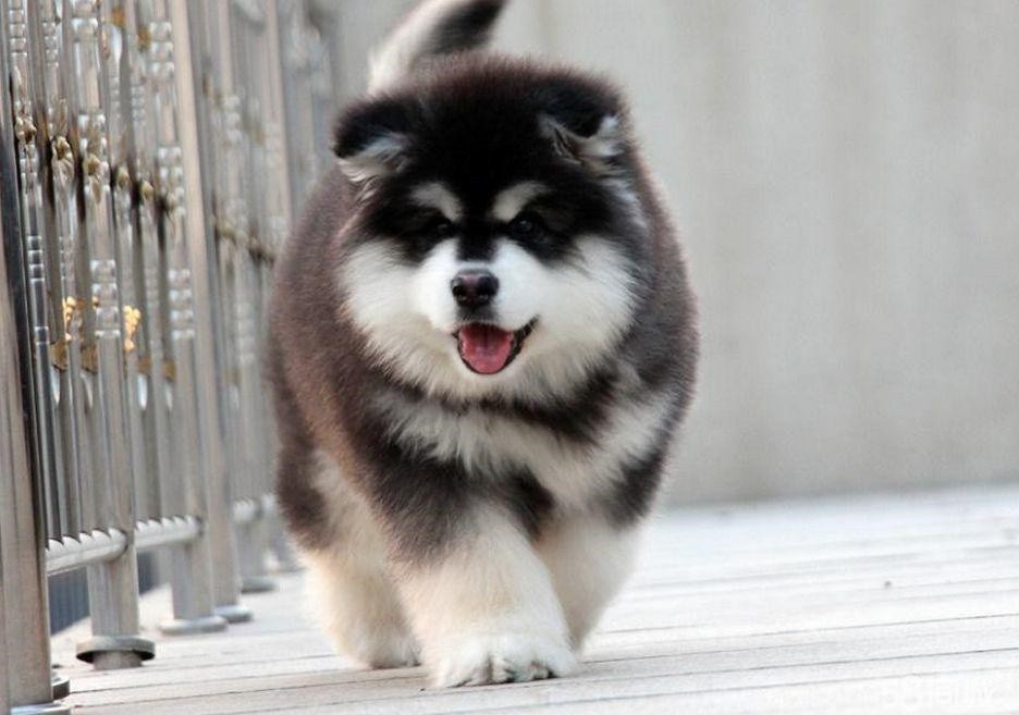 犬舍繁殖基地