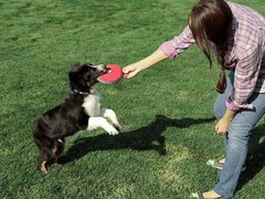 沈阳训犬基地