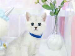 兰州缅因猫价格