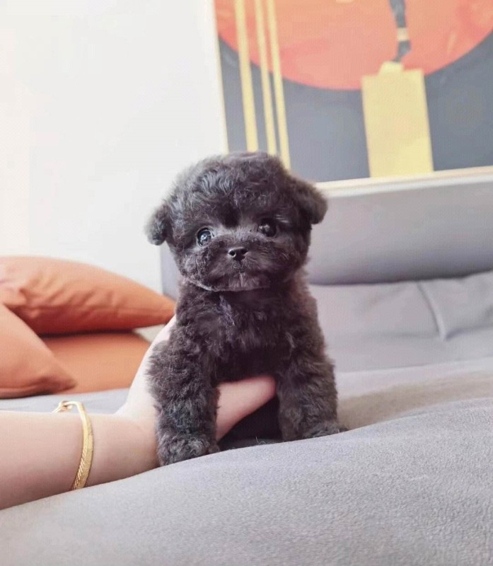 犬舍繁殖基地
