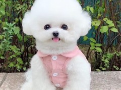 豆豆犬舍