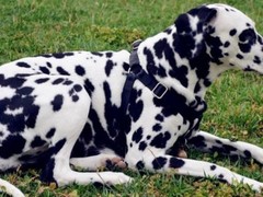 保定库瓦兹犬