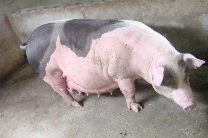 龙宝_广东茂名茂港猪苗批发市场