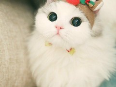 钟灵猫舍