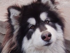 星园犬业