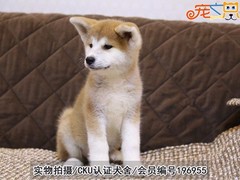 宠之恋犬舍（中山正规犬舍）