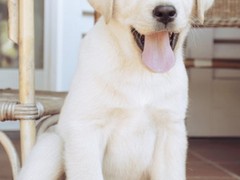 乌鲁木齐圣伯纳犬