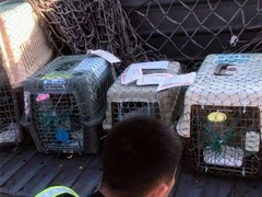 昆明宠物空运公司