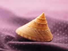 就能免費擁有自己