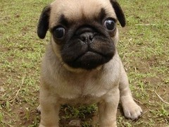 宠爱一生犬舍