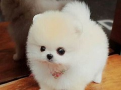 宿迁弗莱特寻回犬