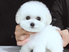 广州博爱犬舍