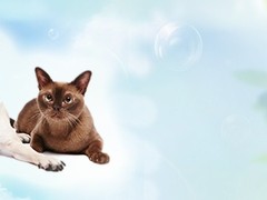 高端名贵犬