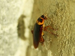 山东晨曦有害生物防治有限公司