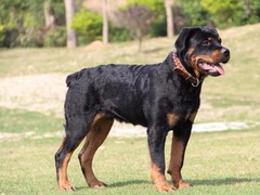 豆豆犬舍