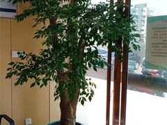 天津植物租摆