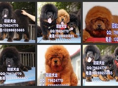 广东cku名犬繁殖基地