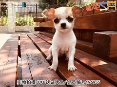 宠之恋犬舍（中山正规犬舍）