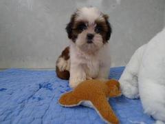 盛诚犬业