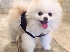 高端萌宠