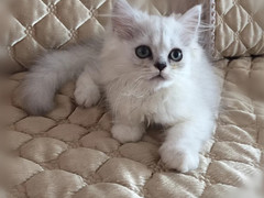 杭州蓝白多少钱