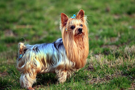 犬舍繁殖基地