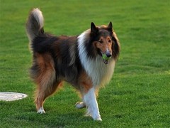 青岛红骨猎浣熊犬