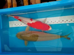 成都花鸟鱼虫店