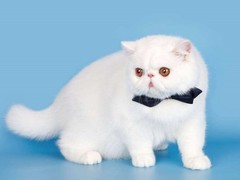 千禧猫舍