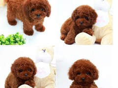 广东真顺犬业