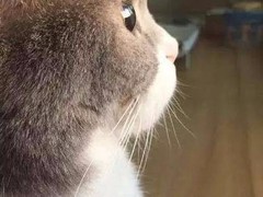 拉利洛