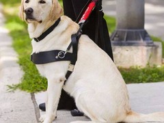 湖州训犬基地