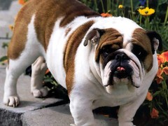 宁波库瓦兹犬