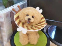 大连宠物标本制作